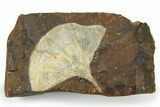 Paleocene Fossil Ginkgo Leaf - North Dakota #276713-1